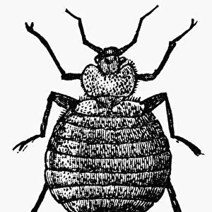 BEDBUG. The bedbug (Cimex lectularius). Wood engraving, c1900