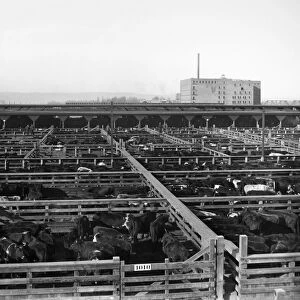 BEEF INDUSTRY, c1910. Cattle pens in the Union Stock Yards in Portland, Oregon