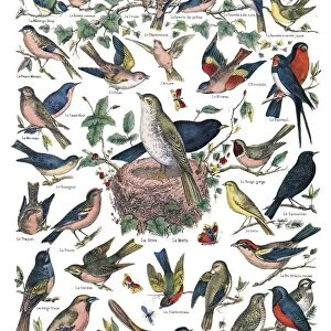 BIRDS, c1890. Nos bons petits oiseaux (Our Lovely Little Birds). Engraving, c1890