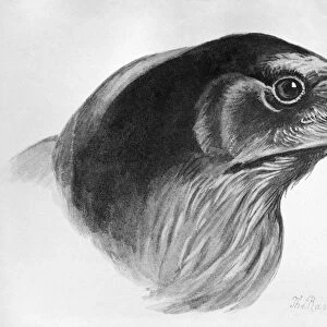 BLACKBURN: BIRDS, 1895. Raven. Illustration by Jemima Blackburn, 1895