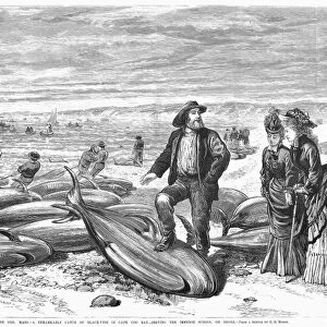 BLACKFISH CATCH, 1875. Driving a school of blackfish on to the shore of Cape Cod, Massachusetts. Line engraving, American, 1875