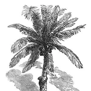 CEYLON: TODDY-DRAWER. A toddy-drawer in Ceylon, collecting sap from a palm tree to make palm wine