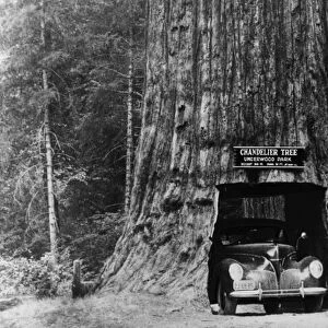 CHANDELIER TREE, 1942. An automobile driving through the Chandelier Tree, Leggett, California
