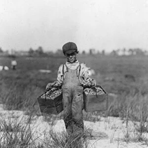 CHILD LABOR, 1910. A eight year old cranberry picker carries two pecks at a time in Brown Mills
