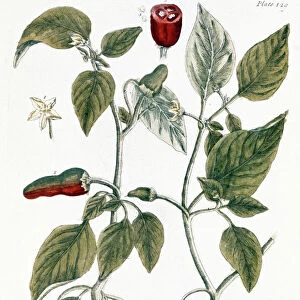 CHILI PEPPER, 1735. Line engraving by Elizabeth Blackwell from her book A Curious Herbal published in London, 1735