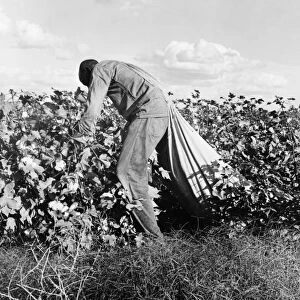 COTTON PICKER, 1938. An African American migrant worker picking cotton in San Joaquin Valley