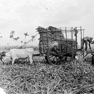 CUBA: SUGAR PLANTATION. Workers loading sugar cane onto a cart on a Cuban sugar plantation