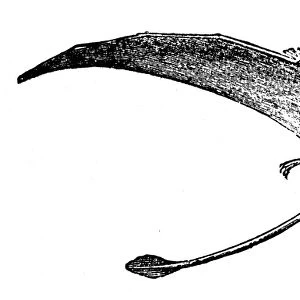 DINOSAUR: PTERODACTYL. A restoration of a long-tailed pterodactyl, about one-seventh its size. Wood engraving, 19th century