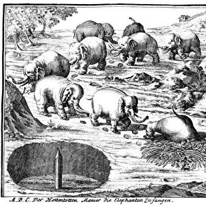 ELEPHANT HUNT, 1719. Traps dug by Khoikhoi ( Hottentot ) in South Africa to catch elephants. Line engraving from an English edition, 1731, of Peter Kolbs The Present State of the Cape of Good Hope, first published in Germany, 1719