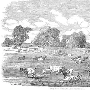 ENGLAND: CATTLE, 1853. The great meadow at Friern Manor Dairy Farm, Peckham, England. Wood engraving, English, 1853