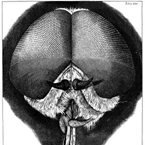 The eyes and head of a grey drone-fly. Copper engraving from Robert Hookes Micrographia, London, 1665