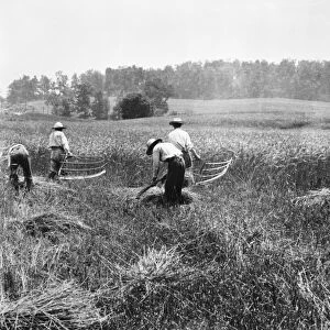 FARMING: CRADLE. American farmers harvesting grain with cradles while others gather