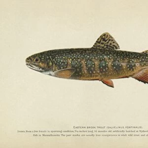 FISH: BROOK TROUT. Eastern brook trout (Salvelinus fontinalis). Lithograph by Julius Bien & Co