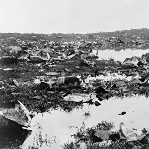 GALAPAGOS ISLANDS, 1903. Remains of tortoises killed by hunters, Galapagos Islands, Ecuador