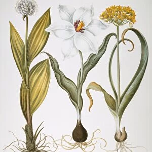 GARLIC, 1613. Great Mountain Garlic (Allium victorialis), late white tulip (Tulipa serotina stellata), and golden garlic (Allium moly): engraving from Basilius Beslers Florilegium, published in Nuremberg in 1613