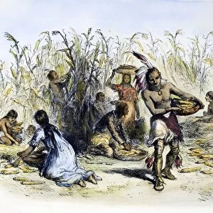 HIAWATHA: CORN HARVESTING. Native American corn harvest. Wood engraving after Felix O. C. Darley from a 19th century edition of Henry Wadsworth Longfellows The Song of Hiawatha