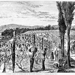 HUDSON RIVER VINEYARD, 1867. Gathering Grapes - an October Scene on the Hudson. Wood engraving, American, 1867