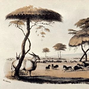 HUNTING AT MERITSANE, South Africa. Illustration, 1841, by Sir William Cornwallis Harris