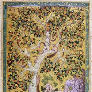 INDIA: SQUIRRELS, c1615. A family of squirrels in a chinar tree. Painting by Abu l Hasan in 1615