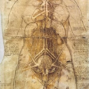 Leonardo Da Vinci: Anatomy