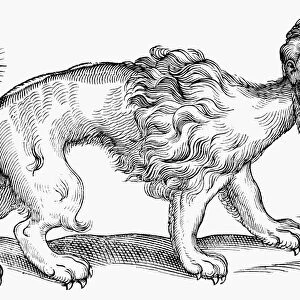 MANTICORE, 1607. Woodcut from Edward Topsells The History of Four-Footed Beasts