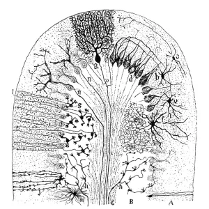 Cell types in the mammalian cerebellum Print, 1894