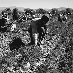 MIGRANT WORKERS, 1937. Carrot pullers from Texas, Oklahoma, Missouri, Arkansas