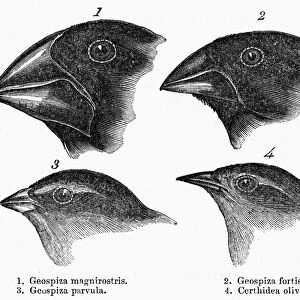 The page from a 19th century edition of Charles Darwins Journal of Researches, wherein the gradation in the size of the beaks of the Galapagos finches is noted