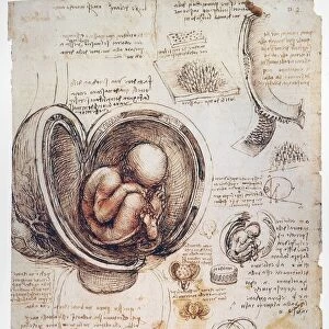 Leonardo da Vinci Glass Frame Collection: Anatomy studies by Leonardo da Vinci