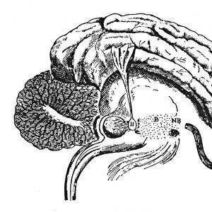 The pineal gland (H), thought by Rene Descartes to be the organ through which the mind controls the body. Line engraving from Descartes treatise, De l homme, 1664