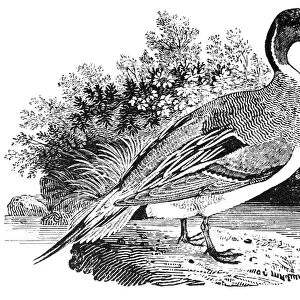 PINTAIL DUCK. Wood engraving, early 19th century