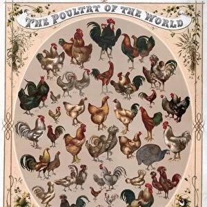 POULTRY, c1868. The Poultry of the World - Portraits of all known valuable breeds of fowls