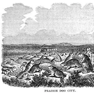 PRAIRIE DOGS. Prairie dog city on the American plains. Wood engraving, American, c1870
