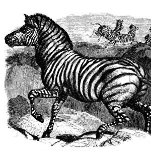 QUAGGA. The quagga, a now extinct South African wild ass (Equus quagga). Wood engraving, 19th century