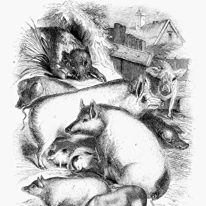 SWINE, 19th CENTURY. A) Wild Boar, B) old unimproved breed, C) black or wire-haired breed, D) Boar of the improved breed, E) sow and young of improved breed, F) Suffolk breed, G) Chinese breed. Wood engraving, 19th century