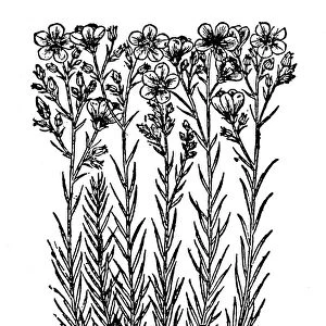 THIN-LEAFED FLAX, 1597. Woodcut, 1597, from John Gerards Herball