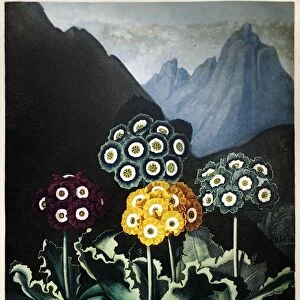 THORNTON: AURICULAS. A group of auriculas (Primula x pubescens Jacquin). Engraving by Frederick Christian Lewis and James Hopwood the Elder, after a painting by Peter Henderson, for The Temple of Flora, by Robert John Thornton, 1807