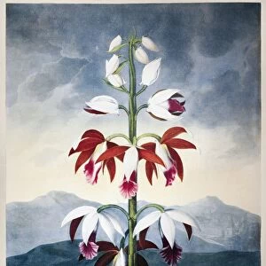 THORNTON: LIMODORON. The China Limodoron (Phaius tunkervillae). Engraving by Landseer after a painting by Peter Henderson for The Temple of Flora, by British botanist Robert John Thornton, 1802