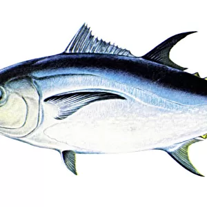 B Collection: Bluefin Tuna