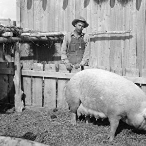 UTAH: FARMER, 1940. Curtis Whitlock of Utah with a sow he purchased with a loan