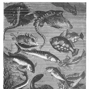 VERNE: 20, 000 LEAGUES. Life in the Black River : wood engraving after a drawing by Alphonse de Neuville from an 1870 edition of Jules Vernes Twenty Thousand Leagues Under the Sea
