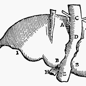 Woodcut of a human liver from the third book of Andreas Vesalius De Humani Corporis Fabrica, 1543