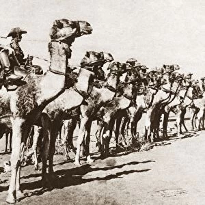 WORLD WAR I: CAMEL CORPS. German Camel Corps in East Africa during World War I