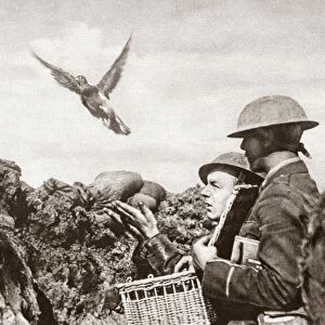 WWI: CARRIER PIGEON. A carrier pigeon being released to carry a message to the