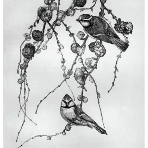 Blackburn Print: Blue Tit, 1895 Watercolour Blackburn Print: Blue Tit, 1895 Watercolour