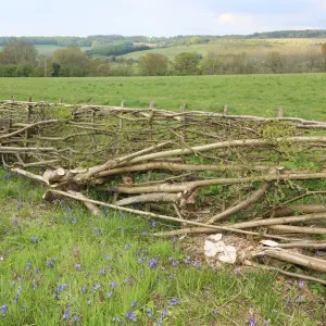 Hedging Print: Philip Godwin Hedge Laying Hedging Print: Philip Godwin Hedge Laying