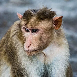 A bonnet macaque in the Vedantangal Bird Sanctuary in Tamil Nadu, India