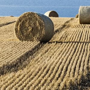 Harvestime near the village of Cromarty in Scotland