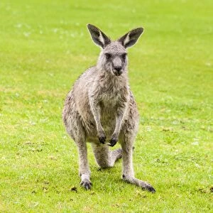 A kangaroo in Merimbula, Australia