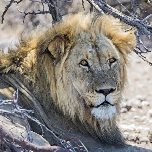A lion sheltering from the heat in Etosha National Park, Namibia